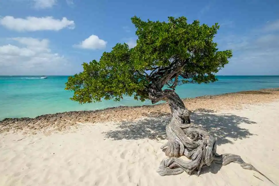 18 Best Beaches In Aruba